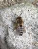 Colletes sp.